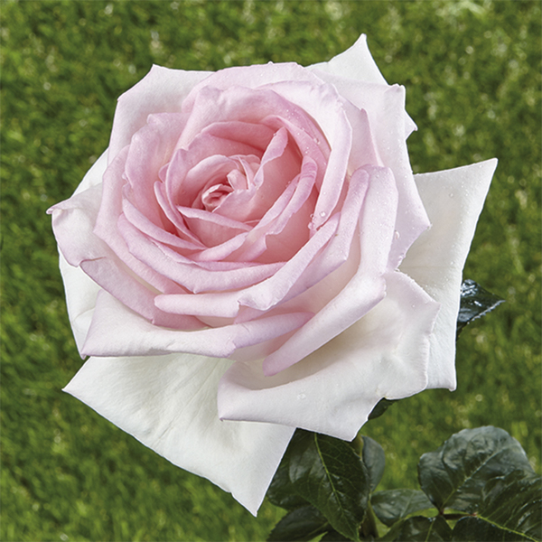 Park & shrub rose