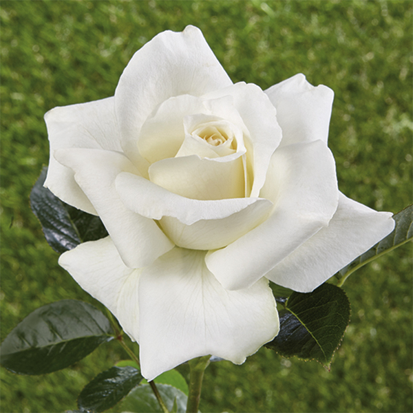 Historic Rose