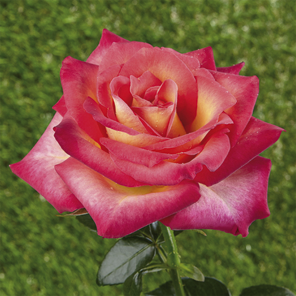 Miniature / dwarf rose