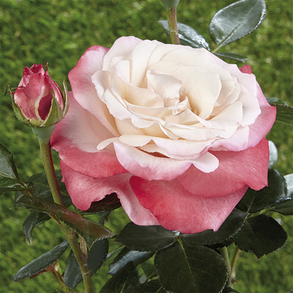 Bedding rose